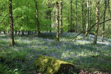 Bluebells in May fill the air with bluebells